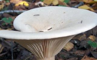 Говорушки: описание съедобных и несъедобных грибов Экология и распространение