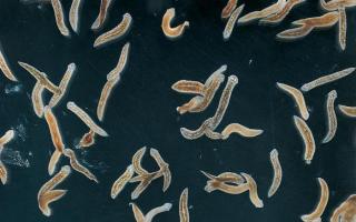Виды червей: описание, строение, их роль в природе Тип Плоские черви